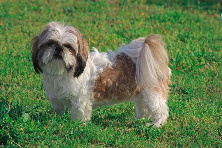 The Zodiac Signs Most Likely to Have a Dog That Has Outlived Three Relationships