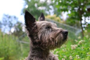 9 Dog Breeds That Were Bred for Silence and Use It to Say Everything
