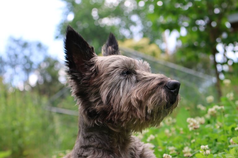 9 Dog Breeds That Were Bred for Silence and Use It to Say Everything