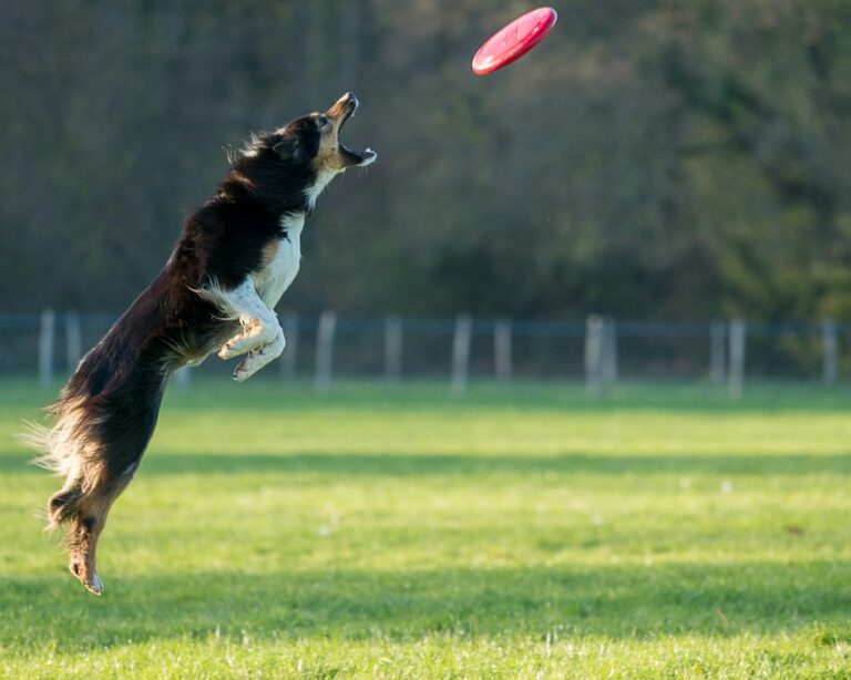 12 Things Your Dog Memorizes About You That You Have Never Once Thought to Notice