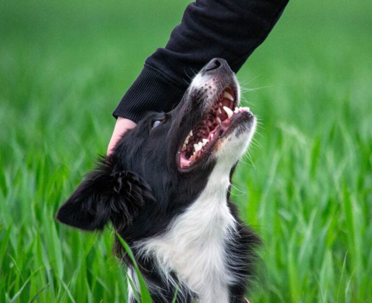 Which Dog Breed Mirrors the Hidden Wound Your Zodiac Sign Has Never Let Anyone See