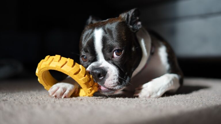 12 Things Dogs Do That Look Like Misbehavior But Are Actually Advanced Forms of Communication