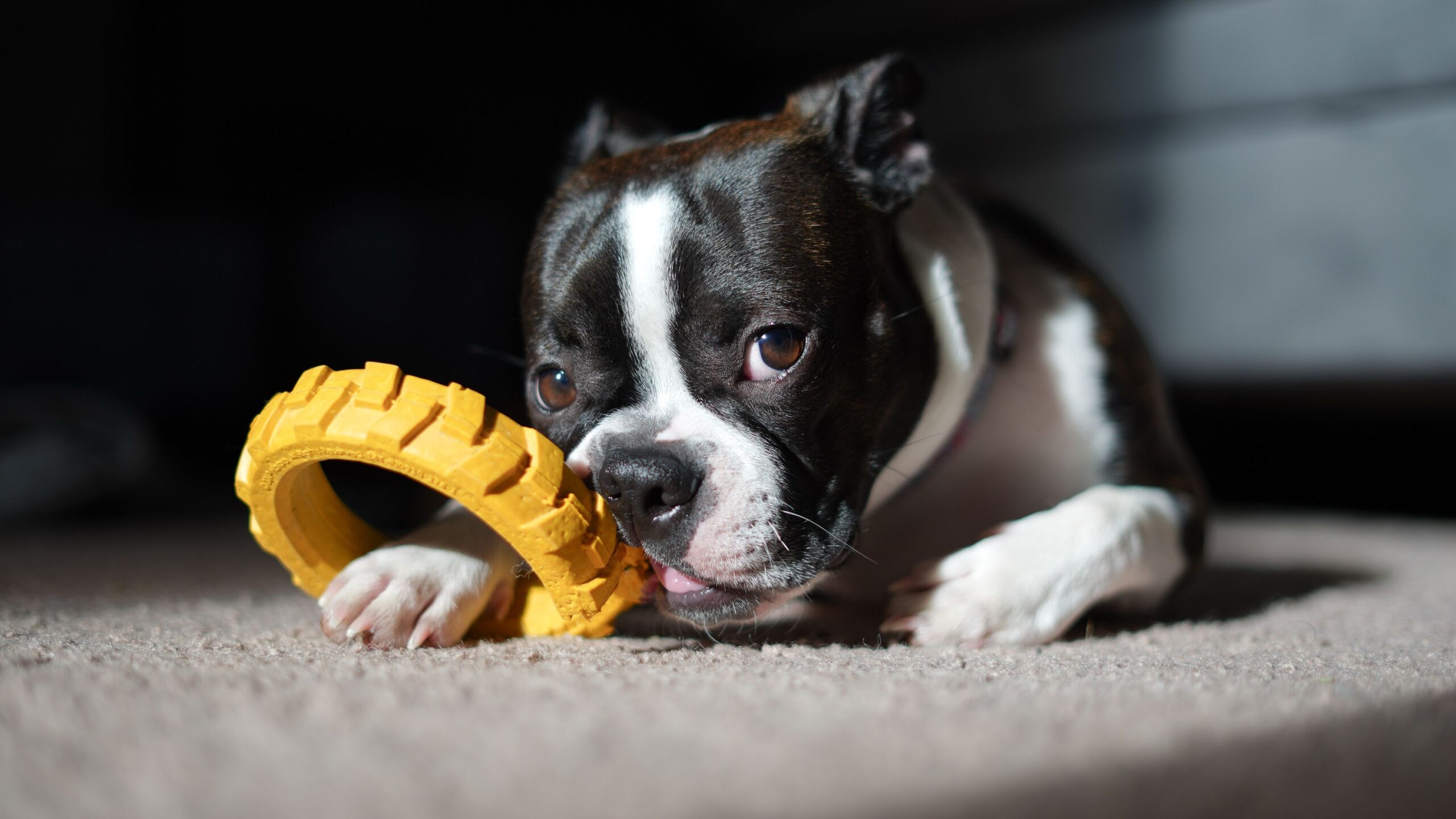12 Things Dogs Do That Look Like Misbehavior But Are Actually Advanced Forms of Communication