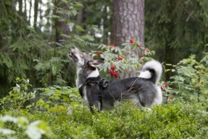 10 Body Language Signals Your Dog Uses Every Day That Vets Say Most Owners Misread Entirely