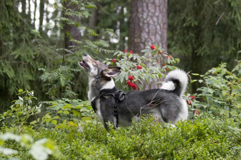 10 Body Language Signals Your Dog Uses Every Day That Vets Say Most Owners Misread Entirely