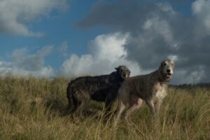 The Real Reason Your Dog Sniffs the Air Right Before a Thunderstorm Has Nothing to Do With Weather and Everything to Do With an Ancient Warning System Still Hardwired in Their Brain