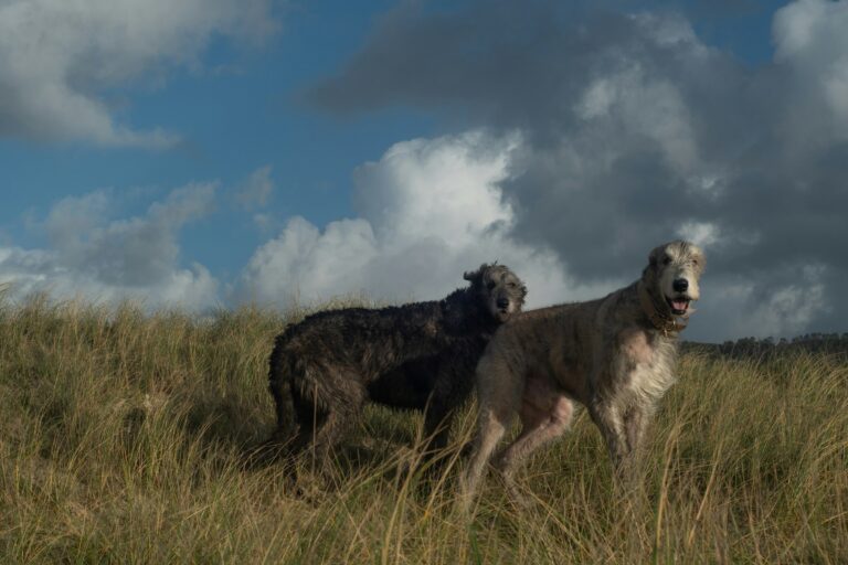 The Real Reason Your Dog Sniffs the Air Right Before a Thunderstorm Has Nothing to Do With Weather and Everything to Do With an Ancient Warning System Still Hardwired in Their Brain