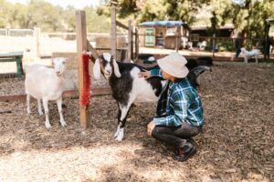Research confirms that dogs actively seek eye contact with humans as a form of social communication—a sophisticated behavior they share with other domesticated animals like horses and goats when looking to humans for help