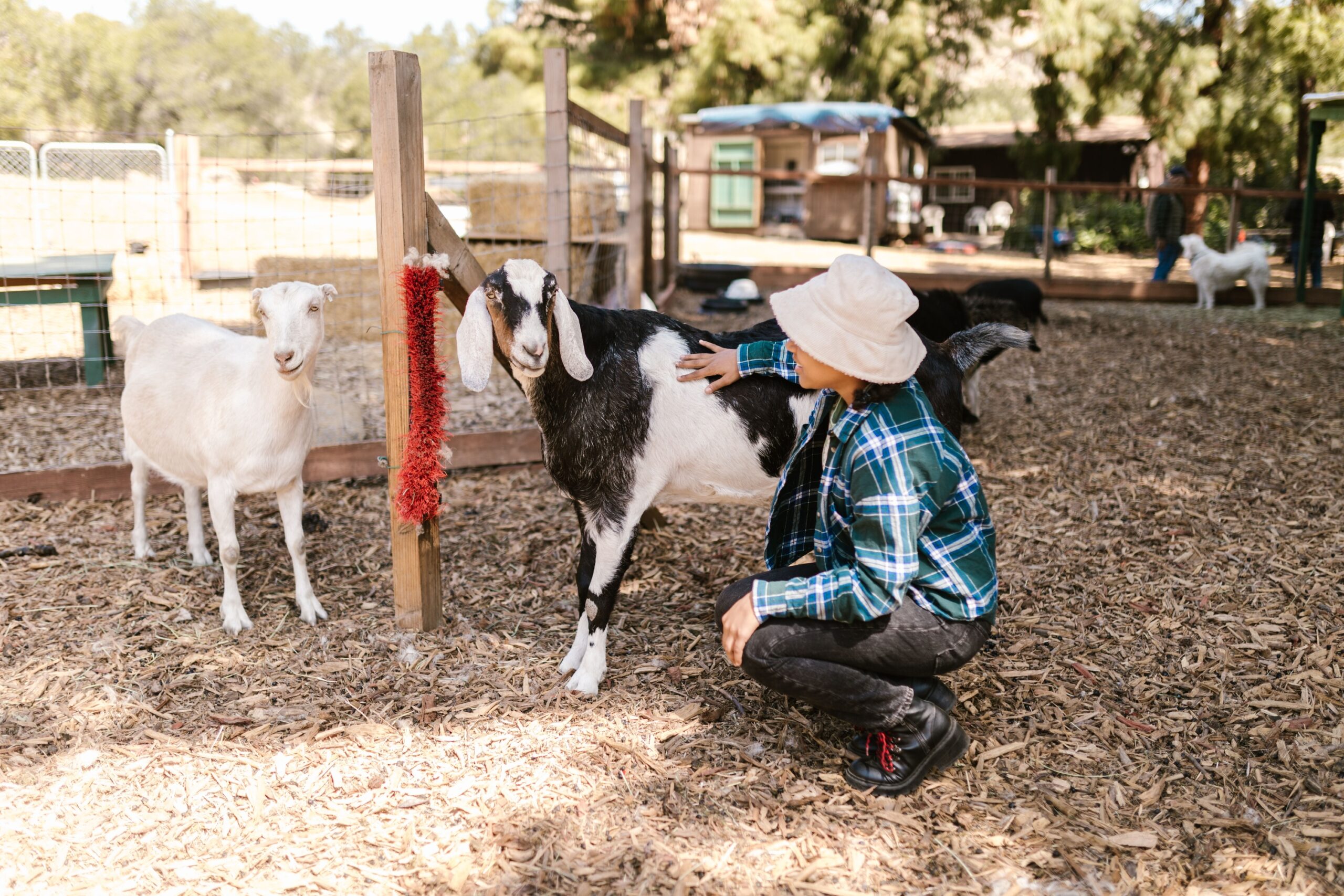 Research confirms that dogs actively seek eye contact with humans as a form of social communication—a sophisticated behavior they share with other domesticated animals like horses and goats when looking to humans for help