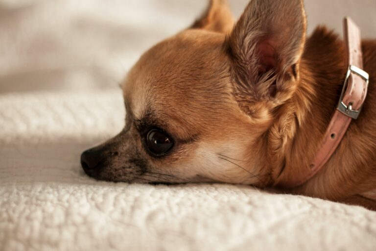 9 Dog Breeds That Experience Documented Grief When Their Owner Dies and Never Fully Recover