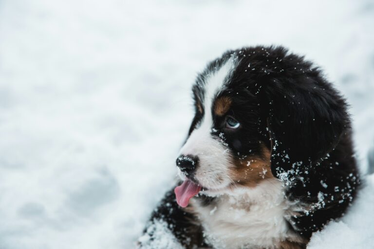 10 Body Language Signals Your Dog Uses Every Day That Vets Say Most Owners Misread Entirely