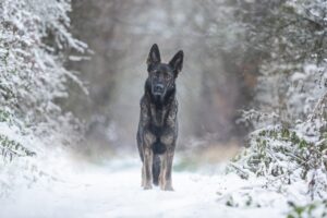 7 Dog Breeds That Bond So Intensely They Experience Physical Symptoms When the Bond Is Broken
