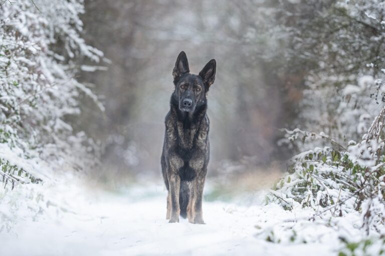 7 Dog Breeds That Bond So Intensely They Experience Physical Symptoms When the Bond Is Broken