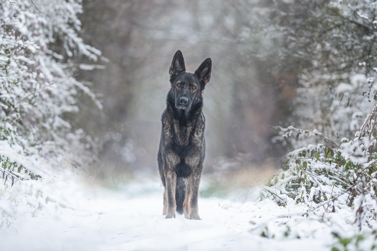7 Dog Breeds That Bond So Intensely They Experience Physical Symptoms When the Bond Is Broken