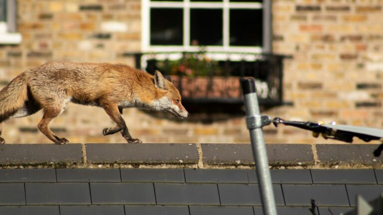 Animal Behaviorists Say Red Foxes Quietly Study Human Routines Before Moving Through Neighborhoods