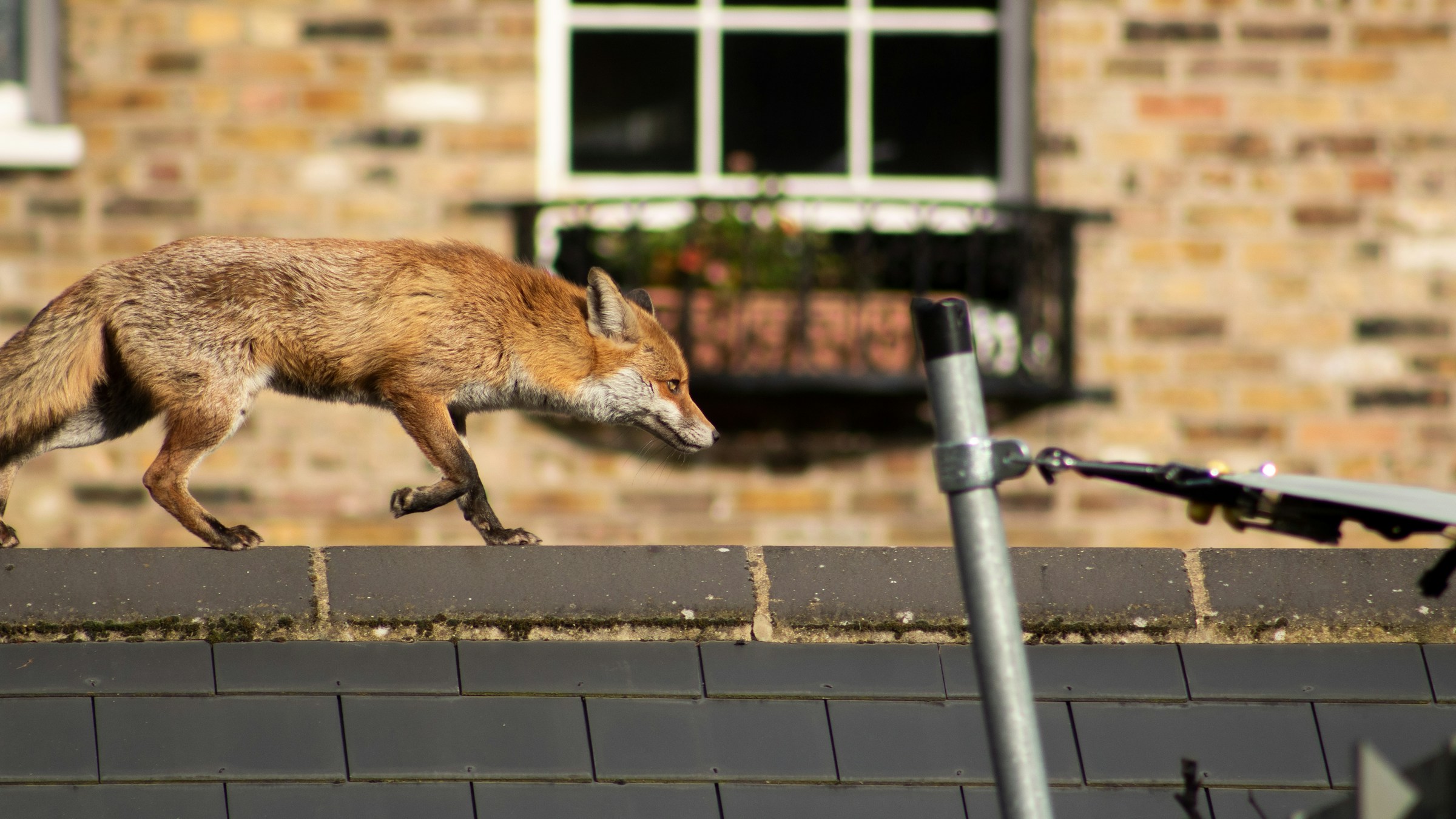 Animal Behaviorists Say Red Foxes Quietly Study Human Routines Before Moving Through Neighborhoods