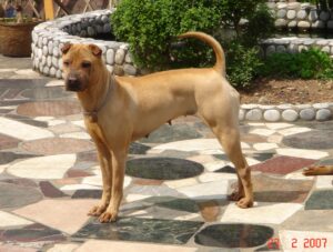 The Dog Breed That Matches How Your Zodiac Sign Handles Being Alone