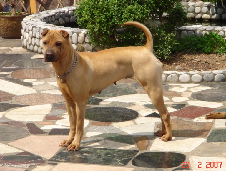 The Dog Breed That Matches How Your Zodiac Sign Handles Being Alone