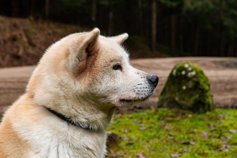 9 Dog Breeds That Are Genetically Wired to Never Let Their Person Feel Alone in the Dark