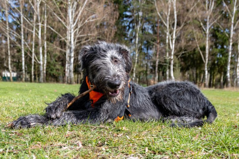 8 Breeds That Form Bonds So Deep They'll Refuse to Bond With Another Human If You Rehome Them