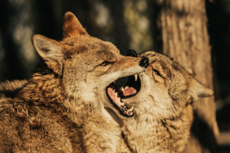 Animal Science Says Coyotes Thrive Because They're Among North America's Most Adaptable Predators