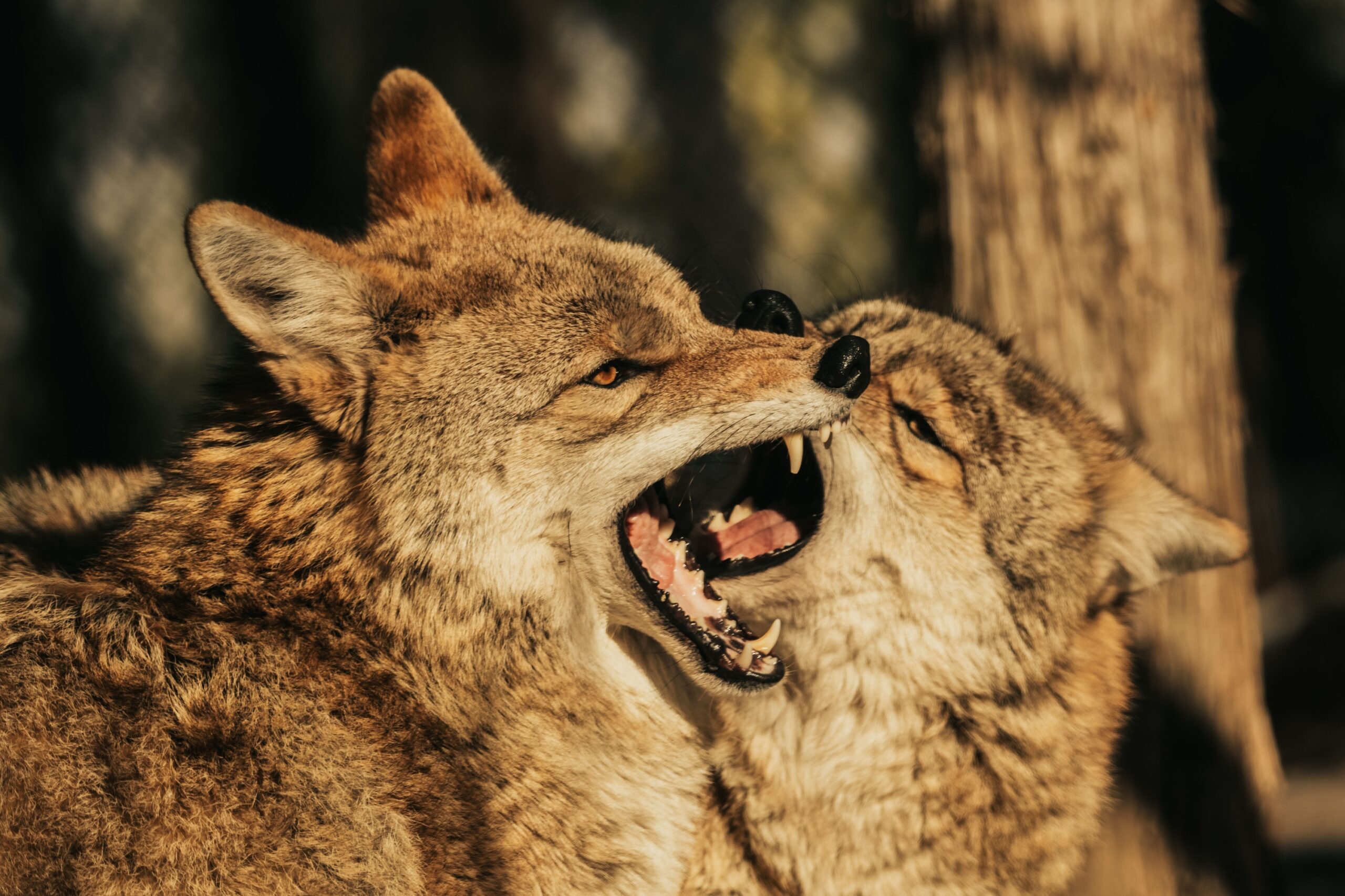 Animal Science Says Coyotes Thrive Because They're Among North America's Most Adaptable Predators