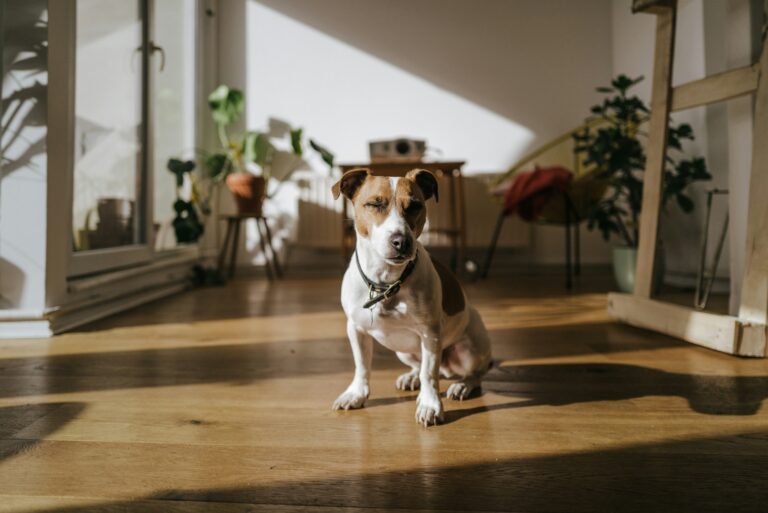 Canine psychology says a dog's sudden refusal to enter a familiar room is usually caused by a recent negative association or an acute sensory trigger