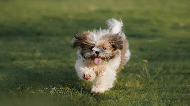 7 Dog Breeds That Were Essentially Designed by Nature to Keep Elderly People Alive Longer