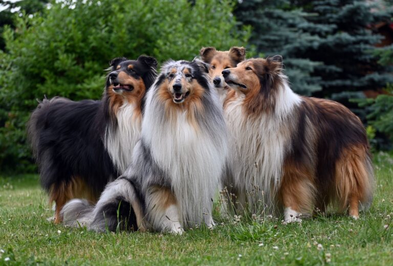 10 Dog Breeds That Sense Seizures Before They Happen and Have Never Once Been Wrong