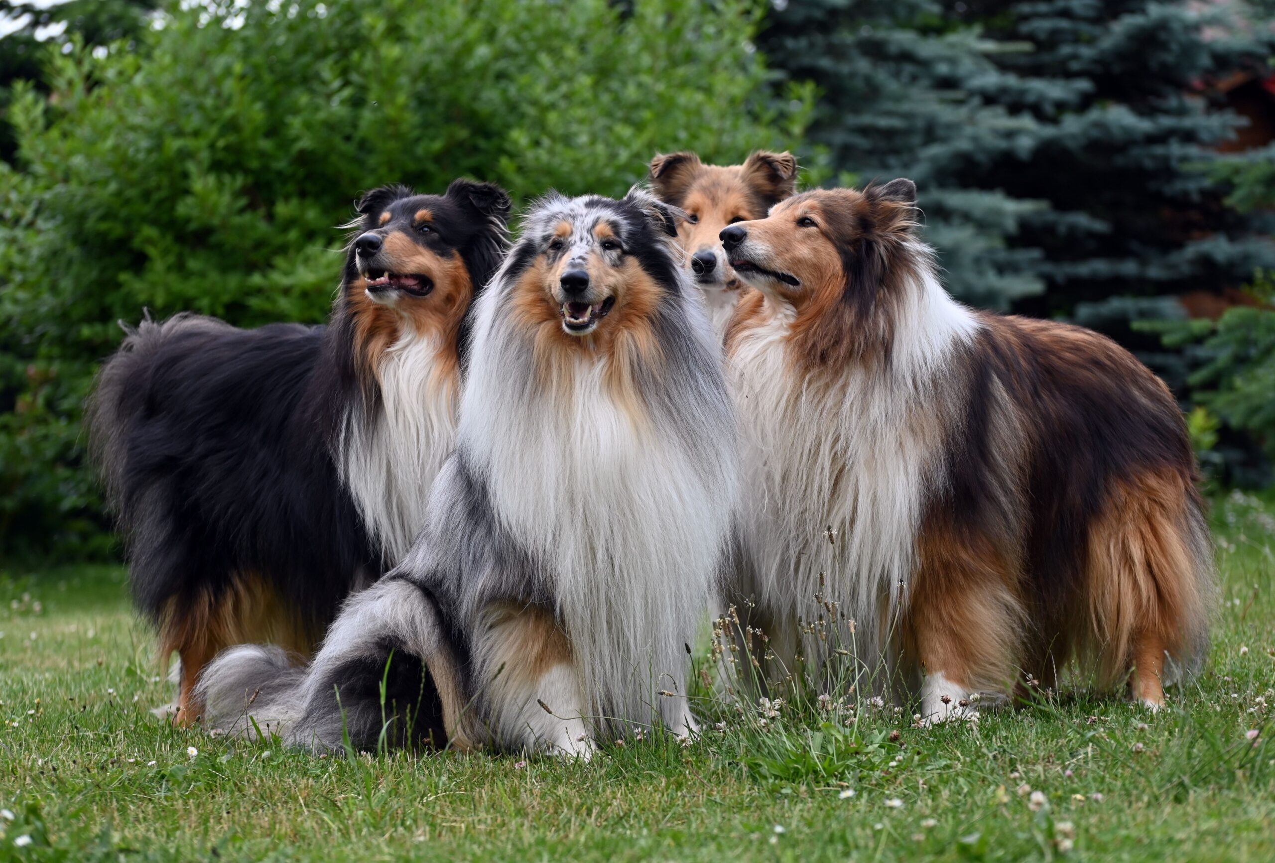 10 Dog Breeds That Sense Seizures Before They Happen and Have Never Once Been Wrong