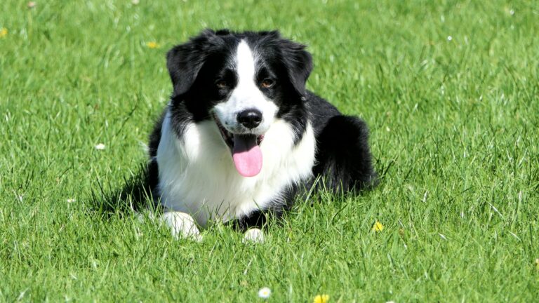 12 Dog Breeds That Are Proof the Word Unconditional Was Invented to Describe Something That Wasn't Human