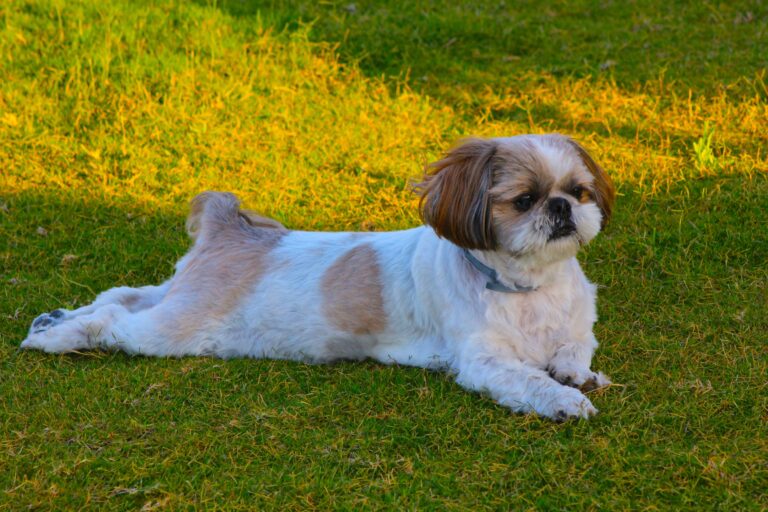 9 Dog Breeds That Are Recommended by Grief Counselors to People Who Have Experienced Significant Loss