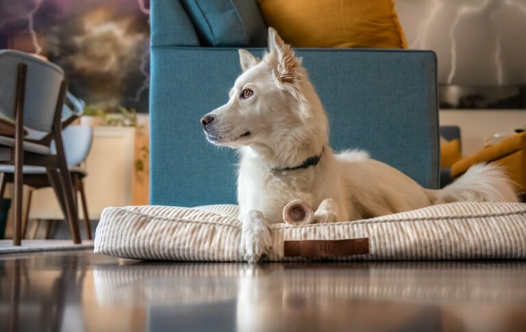 Veterinary Science Shows Independent Sleeping Habits in Dogs Indicate Temperature Preference and High Attachment Security