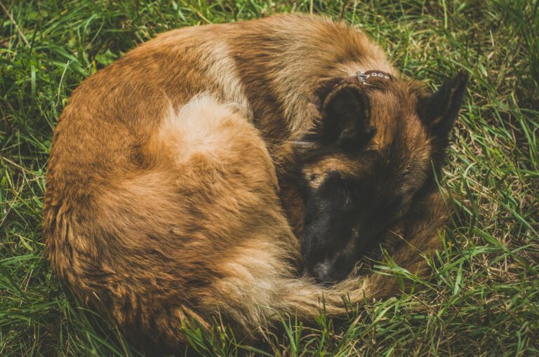 The Real Reason Dogs Circle Before Lying Down Has Nothing to Do With Lack of Comfort and Everything to Do With a Wild Survival Instinct Thousands of Years of Domestication Has Not Erased