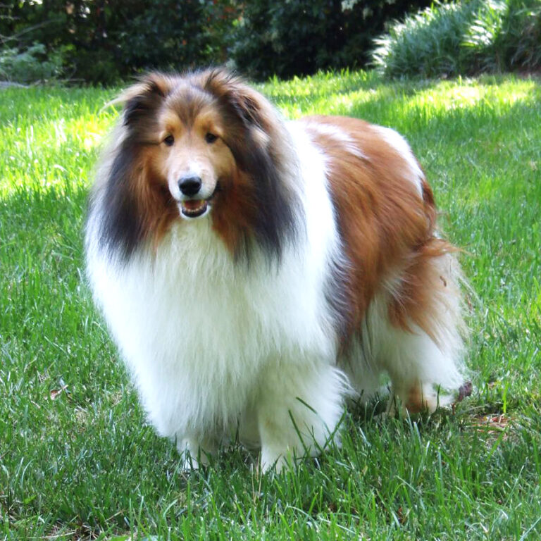 Which Zodiac Signs Have Dogs That Are Basically Just Their Emotional Support Animal With Better Hair