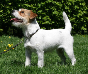 15 Dog Breeds That Are So Emotionally Sensitive They Should Come With a Warning Label for New Owners
