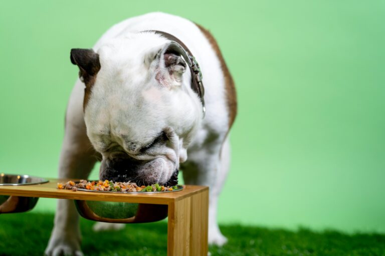 7 Signs Your Dog Is Carrying Emotional Weight That Belongs to You and Doesn't Know How to Put It Down