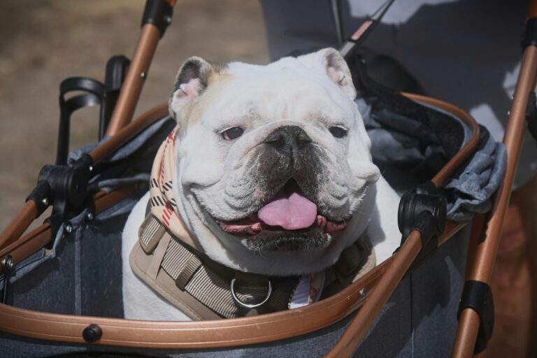 The Dog Breed That Matches the Way Your Zodiac Sign Processes Grief