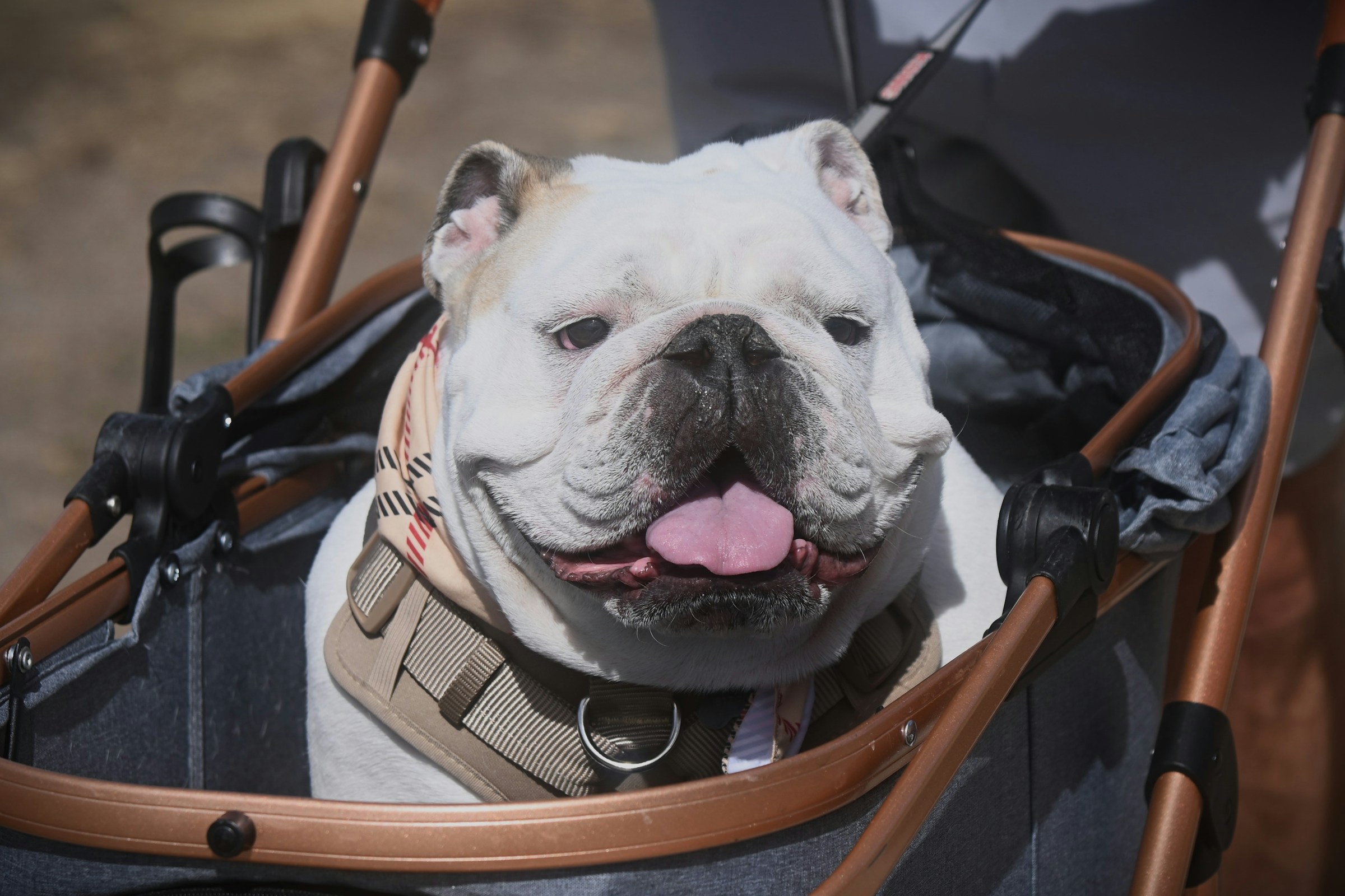 The Dog Breed That Matches the Way Your Zodiac Sign Processes Grief