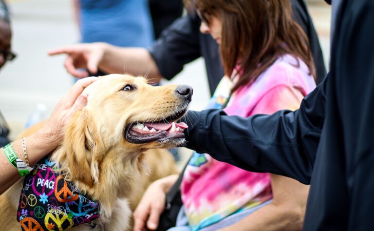 A Study Published in Scientific Reports Found That Dog-Human Pairs Can Develop Synchronized Cardiac Patterns During Stressful Moments - Their Heartbeats Literally Mirror Each Other