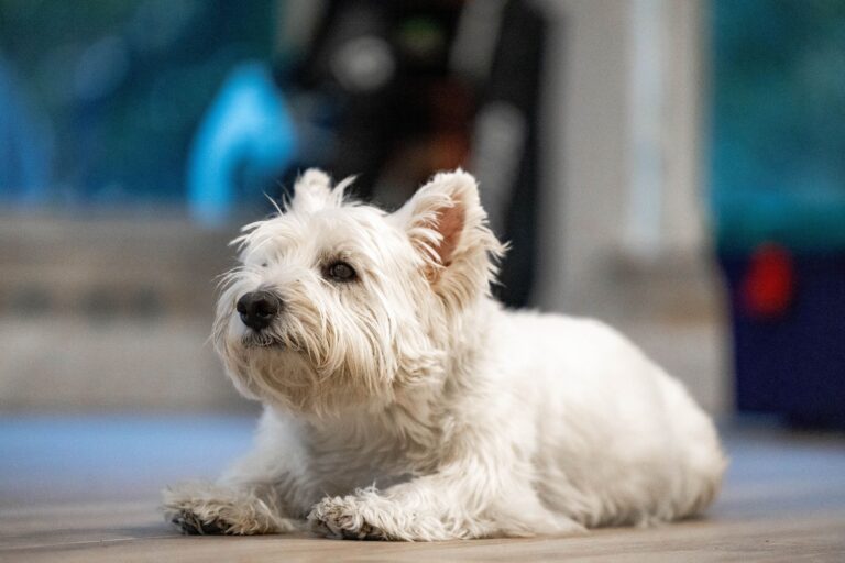 15 Small Dog Breeds That Have the Protective Soul of an Animal Three Times Their Size