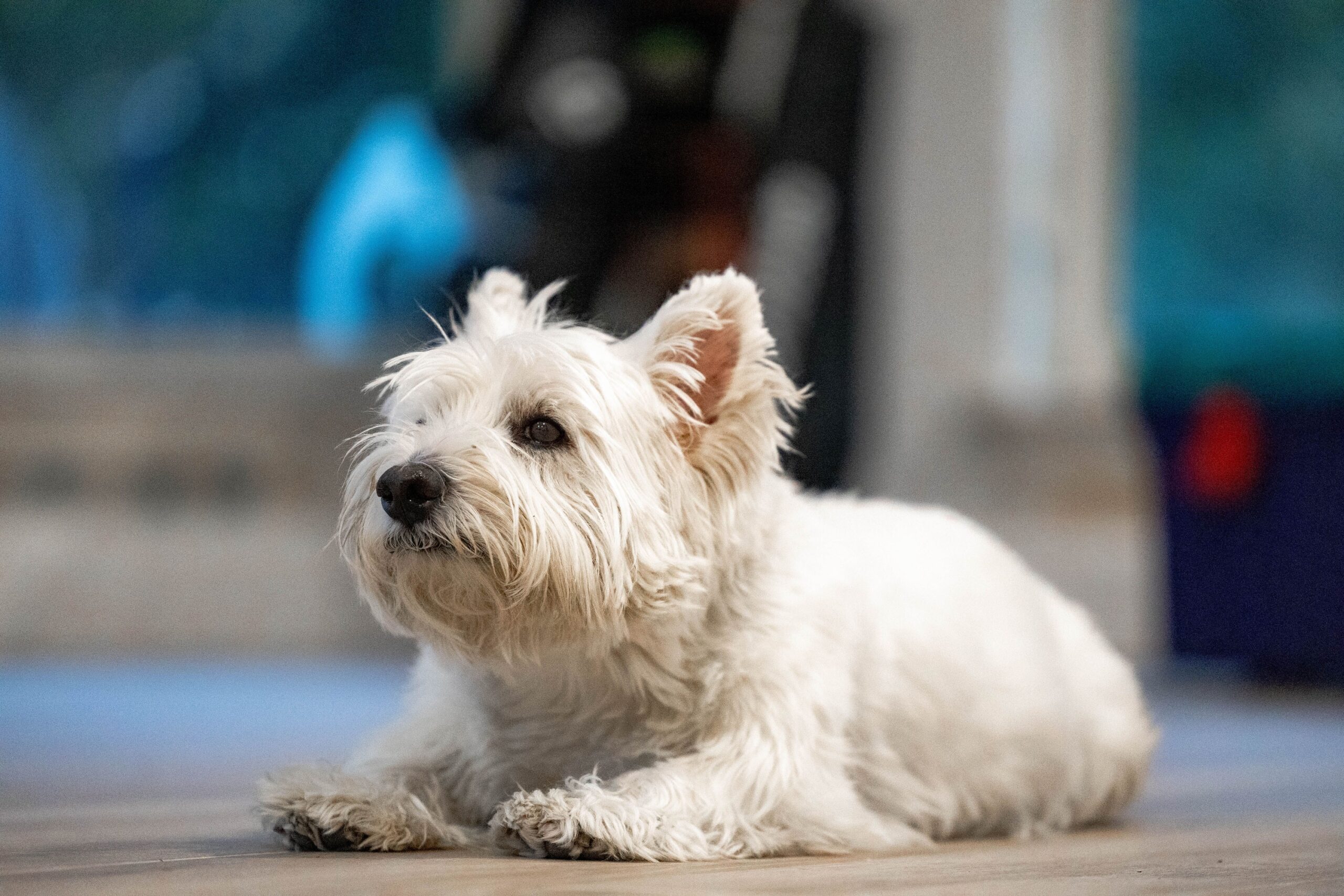 15 Small Dog Breeds That Have the Protective Soul of an Animal Three Times Their Size