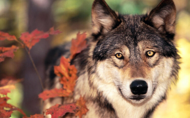 Studies Confirm That Wolves Raised by Humans Do Not Show the Same Oxytocin Response to Eye Contact That Domestic Dogs Do - Proving This Bond Was Shaped by Domestication Alone