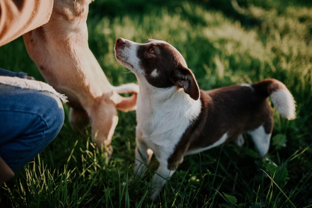 12 Behaviors Rescue Dogs Show in the First Month That Tell You Everything About What Was Done to Them