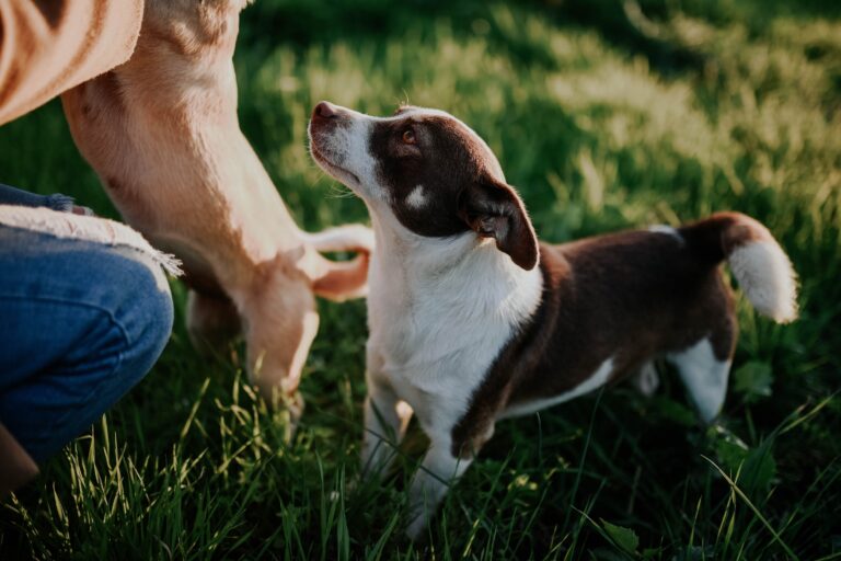 12 Behaviors Rescue Dogs Show in the First Month That Tell You Everything About What Was Done to Them
