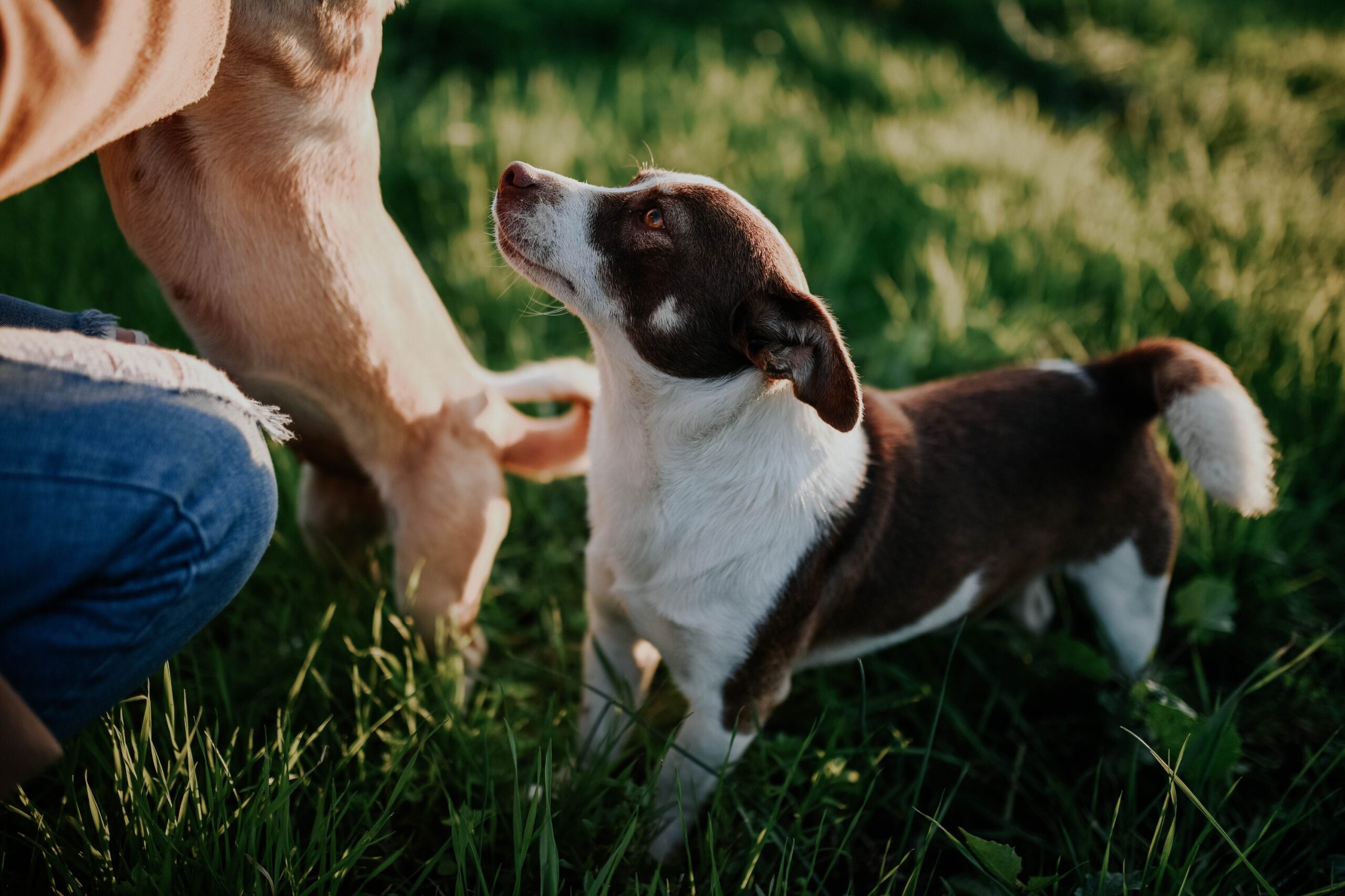 12 Behaviors Rescue Dogs Show in the First Month That Tell You Everything About What Was Done to Them