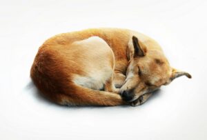 The Real Reason Dogs Circle Before Lying Down Has Nothing to Do With Comfort – And Everything to Do With Ancient Survival