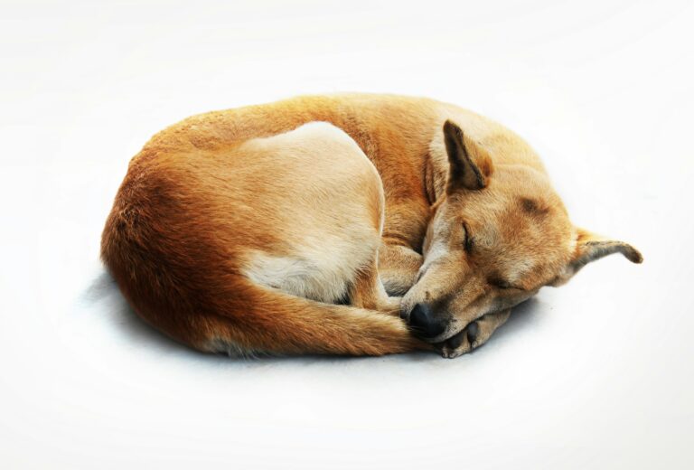 The Real Reason Dogs Circle Before Lying Down Has Nothing to Do With Comfort – And Everything to Do With Ancient Survival