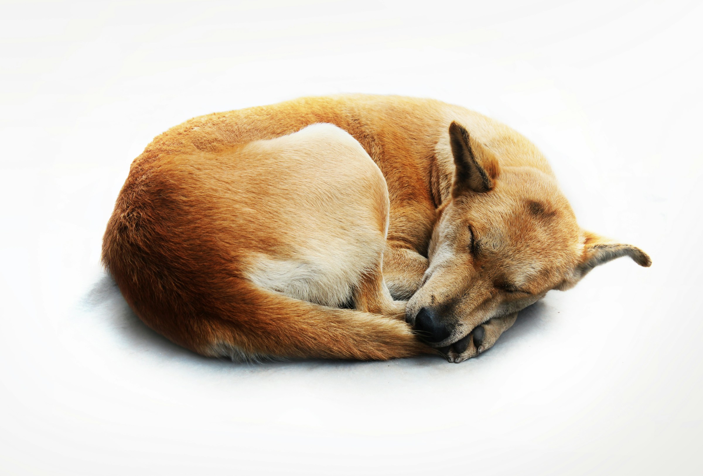 The Real Reason Dogs Circle Before Lying Down Has Nothing to Do With Comfort – And Everything to Do With Ancient Survival