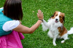 Canine Psychology Says When Your Dog Places a Paw on Your Arm Without Looking at You They Are Not Intentionally Ignoring You - They Are Casual Behavioral Expressions of Comfort and Environmental Awareness